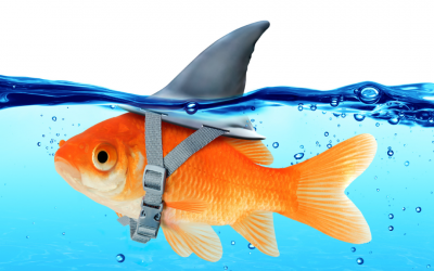 Move over Mick Fanning, I’ve got my own sharks to punch.